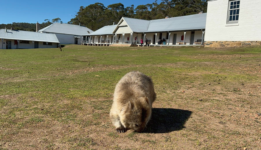 Maria Island 0