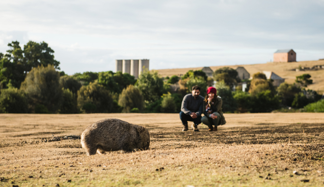 Wombat, Maria Island