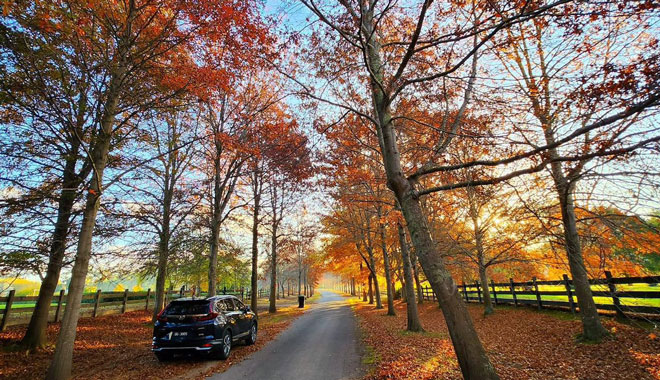 Melbourne Autumn Leaves Day Tour Chinese 002