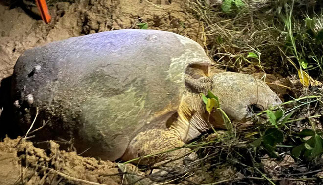 Mon Repos & Bundaberg 032