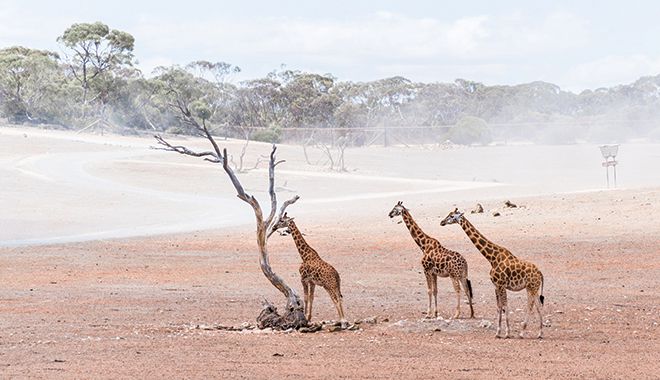 Monarto Safari Park 3