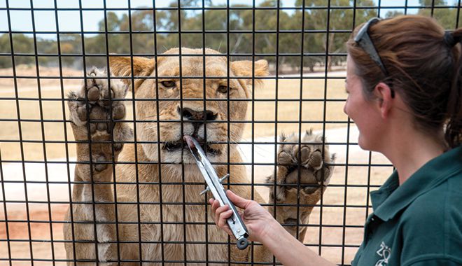 Monarto Safari Park 4