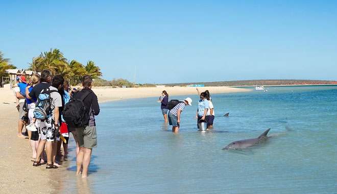 Monkey Mia Dolphin Spectacula3