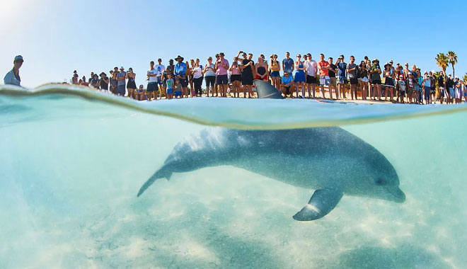 Monkey Mia Dolphin Spectacular1