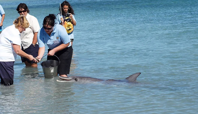 Monkey Mia Dolphin Spectacular2