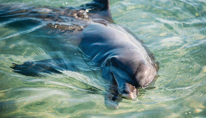 Monkey Mia Dolphin Spectacular8