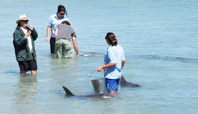 Monkey Mia Dolphin Spectacular9