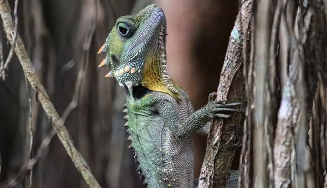 Mossman Gorge Adventure Day