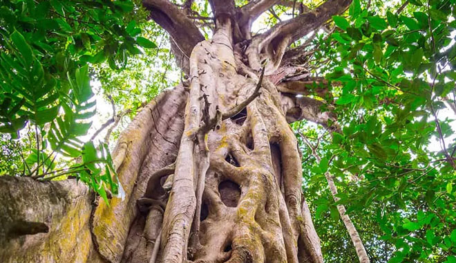 Mossman Gorge Adventure Day & River Drift Snorkelling  004