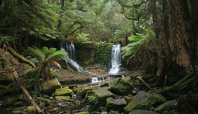 Mount Field National Park 1