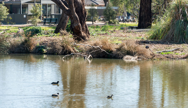 Murray River, Paddle Steamer & Wildlife Experience 014