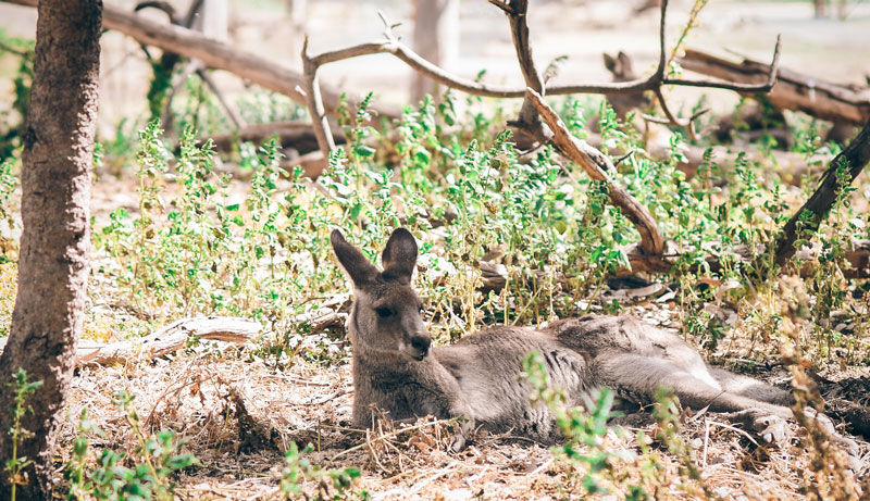 Murray River, Paddle Steamer & Wildlife Experience 018