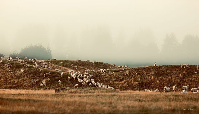 NZ Sheep 1
