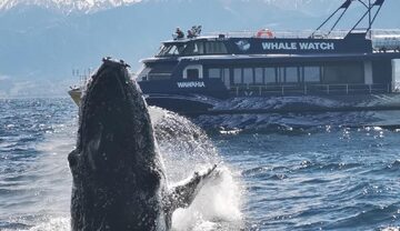 NZ South Kaikoura 08