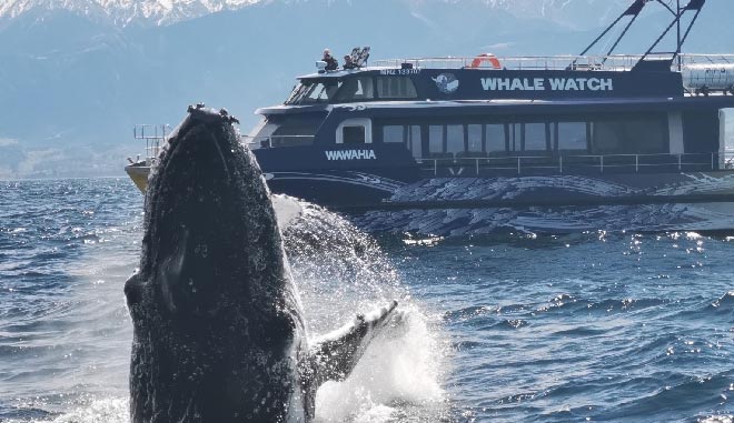 NZ South Kaikoura 08