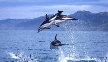 NZ South Kaikoura 09