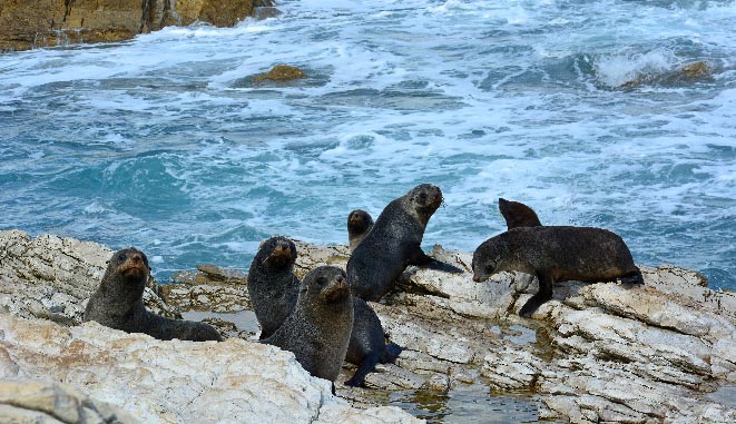 NZ South Kaikoura 18