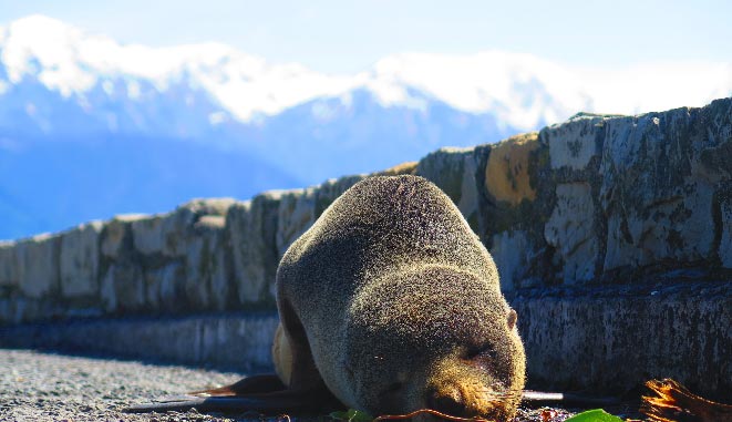 NZ South Kaikoura 20