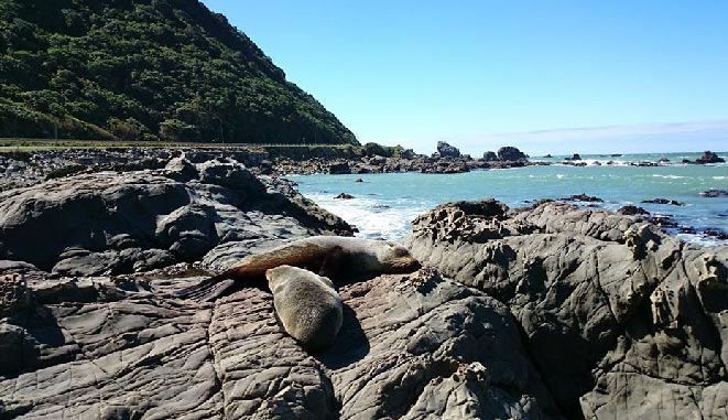 NZ South Kaikoura 26