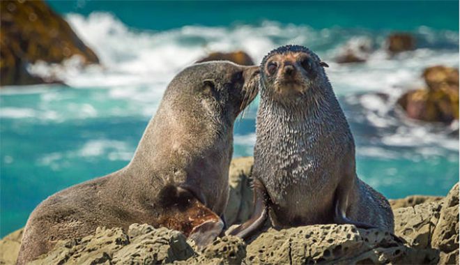 New Zealand seal