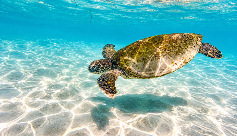 Ningaloo Reef WA (NEW BOAT + TURTLES + SNORKELLING) 003