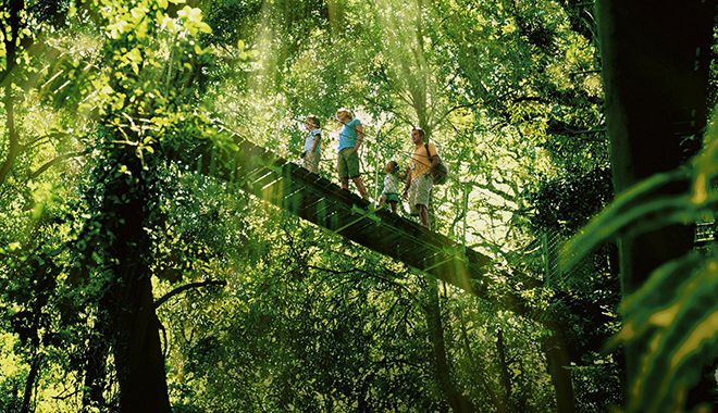 OR Treetop Walk