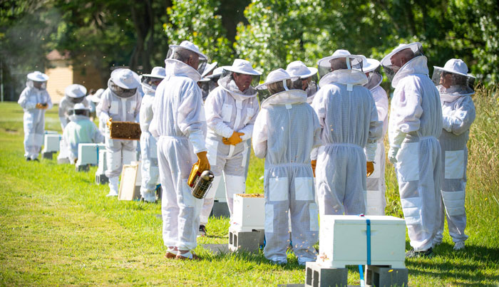 Open a hive in a bee suit with honey tasting & morning tea 004