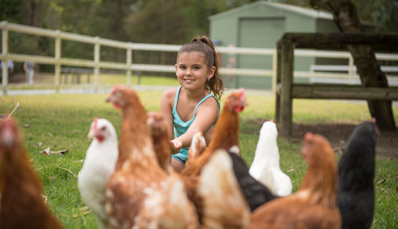 PARADISE COUNTRY CHICKEN