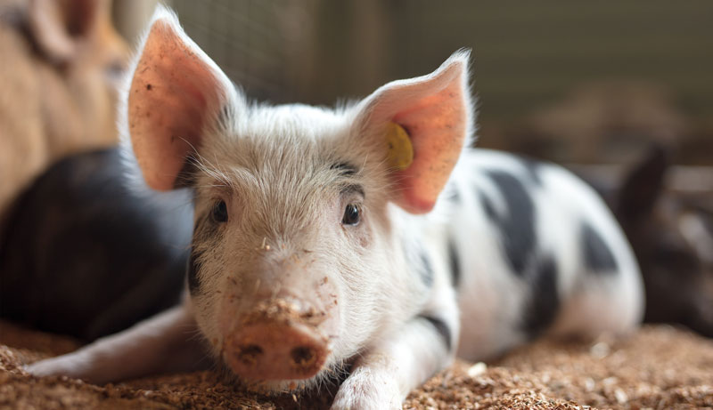 PARADISE COUNTRY PIGG551