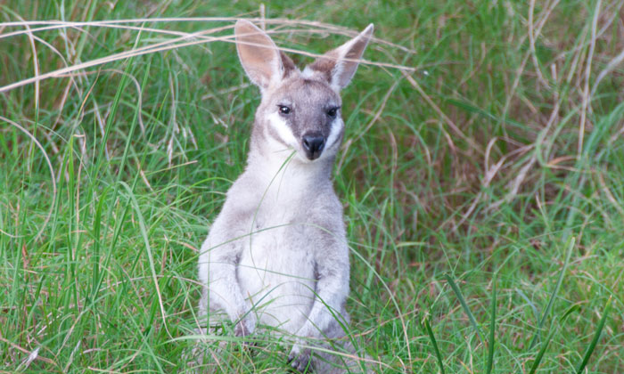 Pademelon