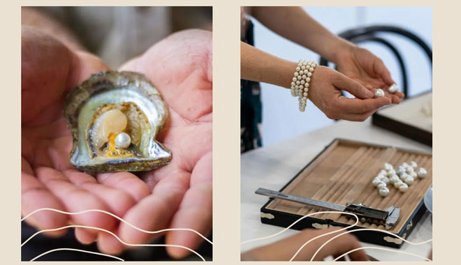 Pearls of Australia and Broken Bay Pearl Farm 007