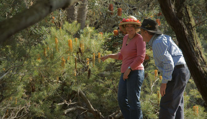 Perth Wildflowers Tour 2
