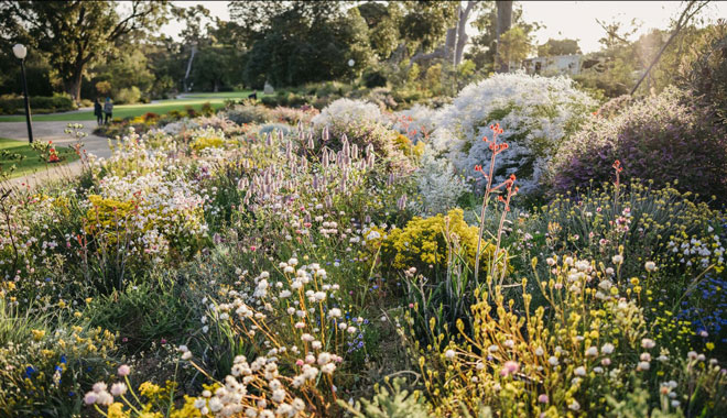 Perth Wildflowers Tour 3