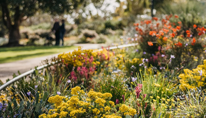 Perth Wildflowers Tour 4