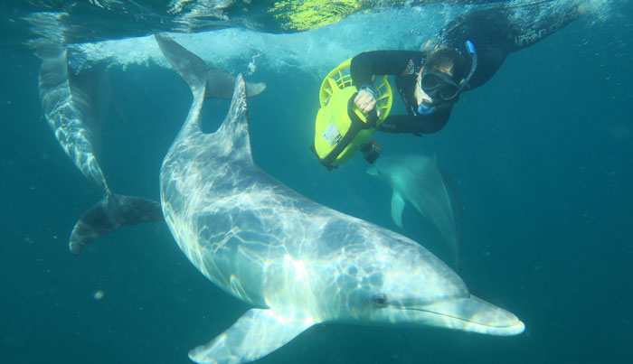 Perth Wildlife Encounters SWIM with Dolphine 002