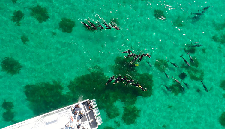 Perth Wildlife Encounters SWIM with Dolphine 004