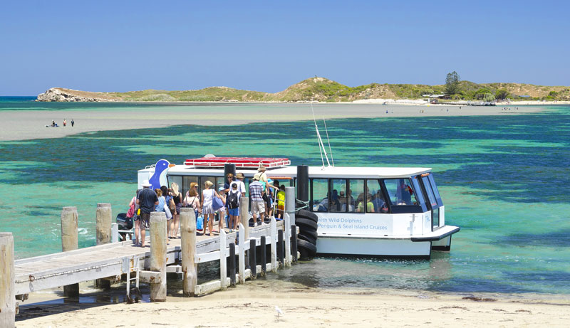 Perth Wildlife Encounters SWIM with Dolphine 006