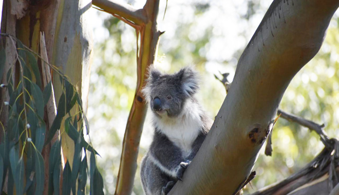 Phillip Island 3