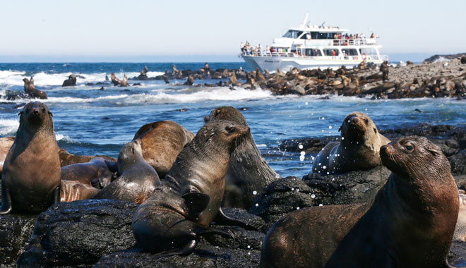 Phillip Island Seal Cruise WEB 002