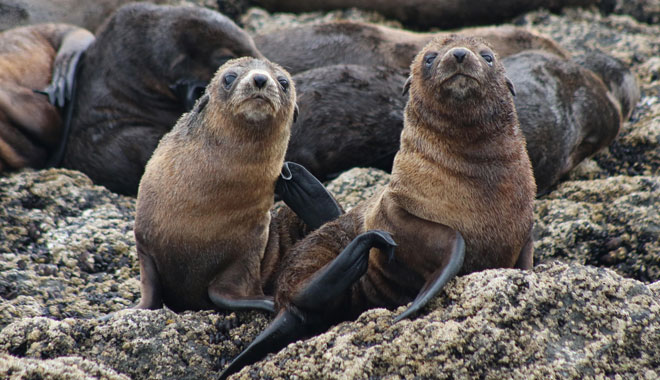 Phillip Island Seal Cruise WEB 003