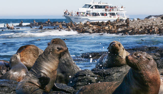 Phillip Island Seal Cruise WEB 006