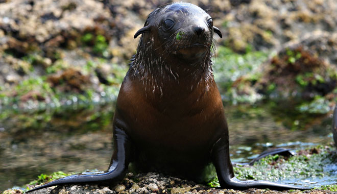 Phillip Island Seal Cruise WEB 008