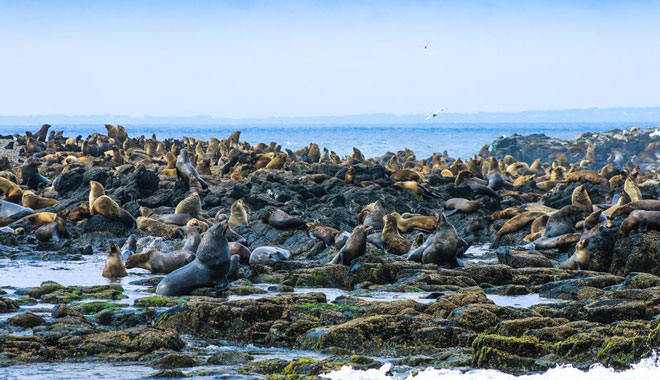 Phillip Island Seal Cruise WEB 009