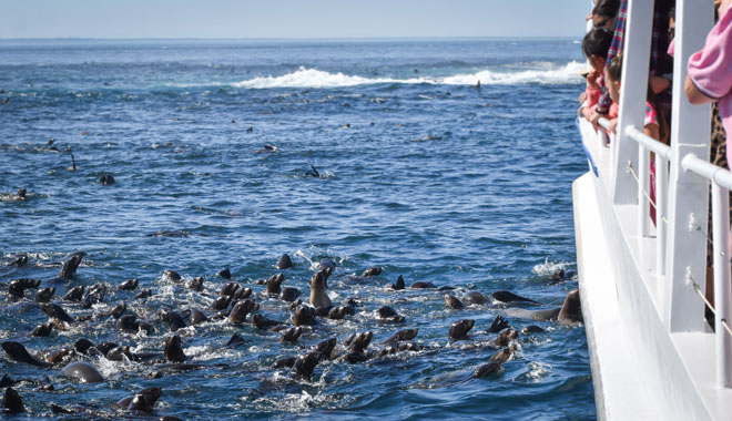 Phillip Island Seal Cruise WEB 010