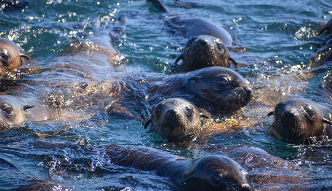 Phillip Island Seal Cruise WEB 015