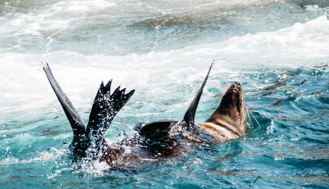 Phillip Island Seal Cruise WEB 027