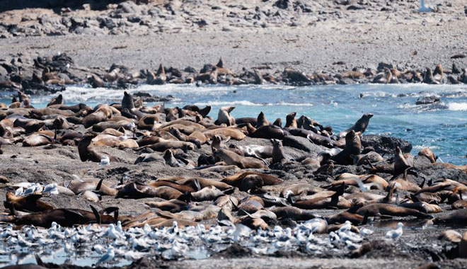 Phillip Island Seal Cruise WEB 051