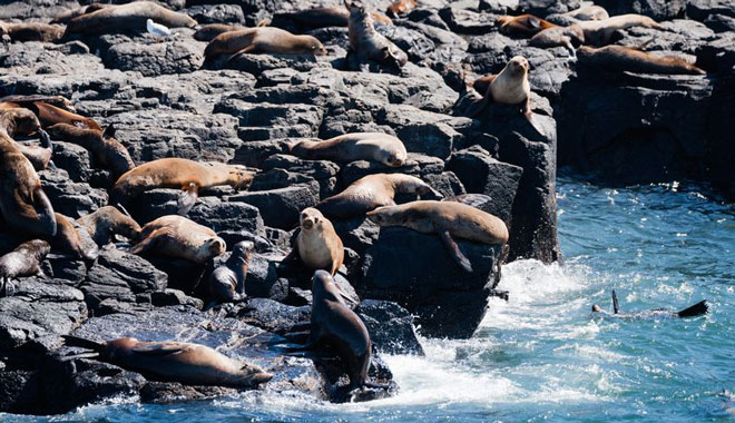 Phillip Island Seal Cruise WEB 055