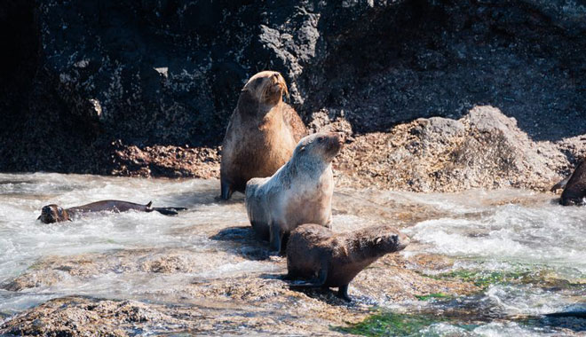 Phillip Island Seal Cruise WEB 059