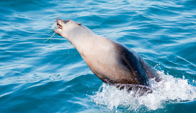 Phillip Island Seal Cruise WEB 065